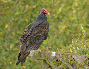 Turkey Vulture sitting on top of a wooden trellis, observing its surroundings; with green and yellow fall background
