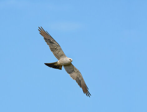 Beautiful gray Mississippi Kite soaring against blue sky