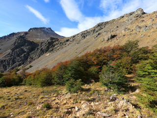 Fototapeta premium Small trees on the hillside on the way to the top of Piltriquitron hill near the Argentine town of El Bolson