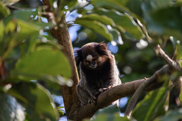 Black and Brown Monkey on Green Leaves