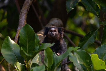 Black and Brown Monkey on Green Leaves