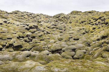 Moss on lava in Iceland Eldhraun