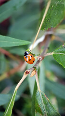 ladybird on a leaf
