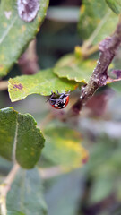 Ladybird on leaf