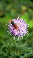 Fly on thistle