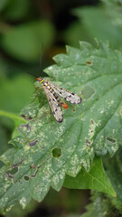 Scorpion fly on leaf