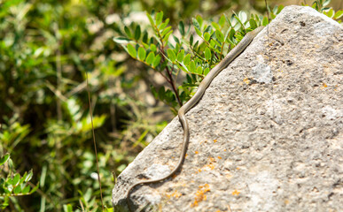 Wild snake on the rocks.