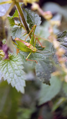 grasshopper on a leaf