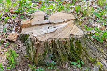 Cutted Tree Stump