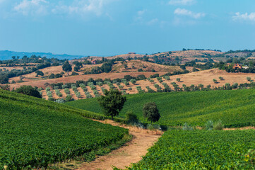Vineyard fields in the hills of Tuscany in Italy