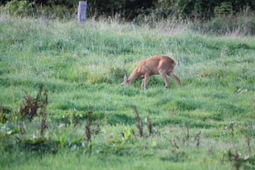 Reh auf einer Wiese