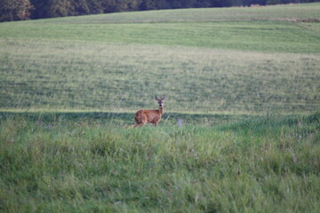 Reh auf einer Wiese