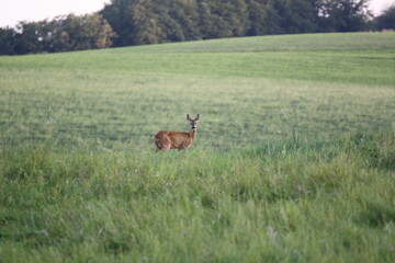 Reh auf einer Wiese (Capreolus capreolus)