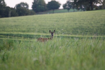 Reh auf einer Wiese (Capreolus capreolus)