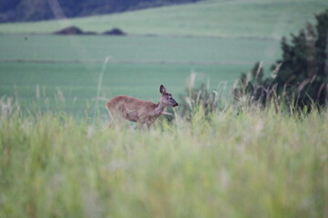 Reh auf einer Wiese (Capreolus capreolus)