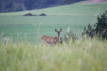 Reh auf einer Wiese (Capreolus capreolus)