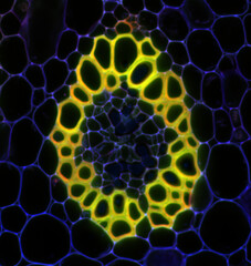 Convallaria plant microscopic sample, fluorescence signal observed with confocal laser scanning...