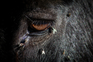 Flies surround a donkey's eye on a sunny day.