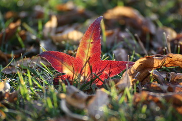 Rotes Herbstblatt