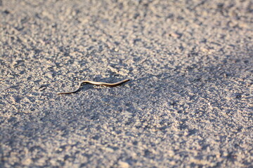 Blindschleiche (Anguis fragilis)