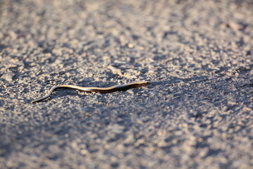 Blindschleiche (Anguis fragilis)