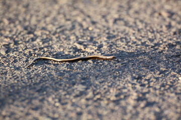 Blindschleiche (Anguis fragilis)