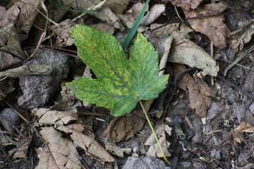 Grünes Blatt