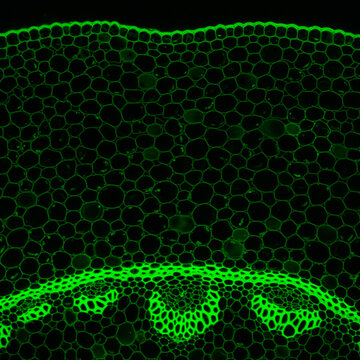 Convallaria plant microscopic sample, fluorescence signal observed with confocal laser scanning microscopy