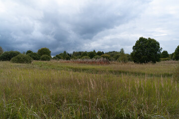 View of the autumn meadow. Wild grasses are in the foreground. In the background, young trees and bushes. Evening, cloudy. Sky with textured gray clouds. Rural landscape.