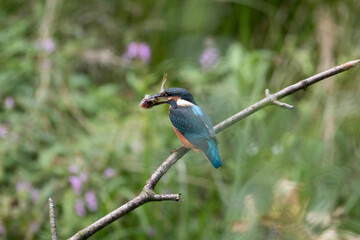 Common Kingfisher Alcedo atto has caught a fish by the river. A beautiful colorful bird perched on a branch with its prey. Successful hunting, kingfisher with fish.