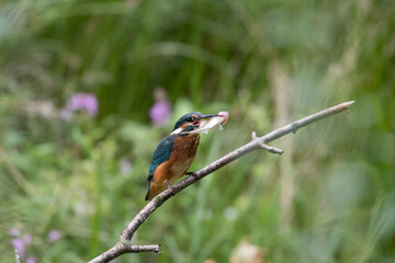 Common Kingfisher Alcedo atto has caught a fish by the river. A beautiful colorful bird perched on a branch with its prey. Successful hunting, kingfisher with fish.