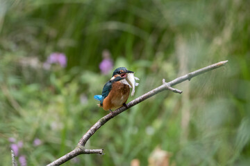 Common Kingfisher Alcedo atto has caught a fish by the river. A beautiful colorful bird perched on a branch with its prey. Successful hunting, kingfisher with fish.