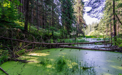 Virgin swamp forest in Transilvania Romania. Calimani mountains