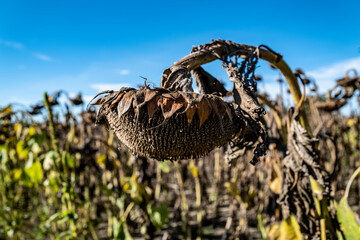 champs de tournesols à la fin de l'été