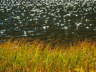 Lake, autumn reeds and daylight sun with bokeh. Beautiful natural background with fall leaves of reeds against the dark of the water.
