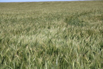 field of wheat