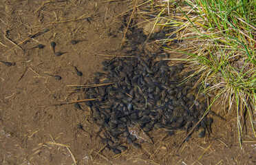 Frog tadpoles in a swamp. 