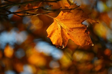Autumn background. Beautiful colorful leaves in nature with the sun. Seasonal concept outdoors in autumn park.