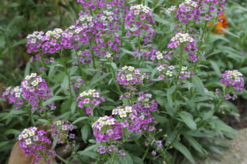 flowers in the garden
