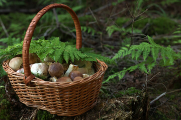 Fototapeta na wymiar Basket full of fresh mushrooms in forest. Space for text