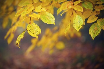 Autumn background. Beautiful colorful leaves in nature with the sun. Seasonal concept outdoors in autumn park.