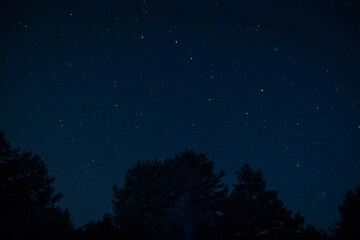 Fototapeta na wymiar Ursa Major Constellation. Night starry sky above the treetops. A