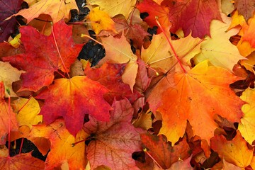 Autumn background. Beautiful colorful leaves in nature with the sun. Seasonal concept outdoors in autumn park.
