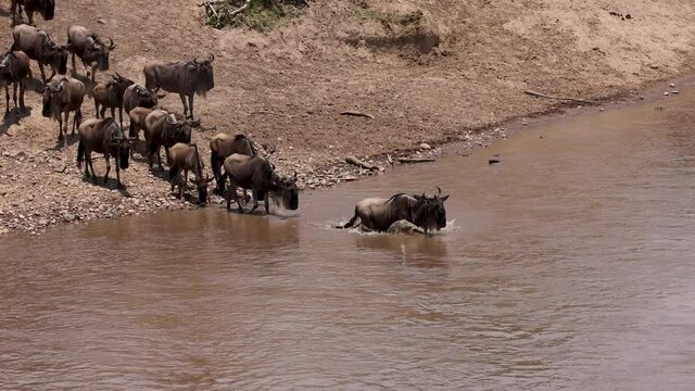 The Great Wildebeest Migration in Africa 