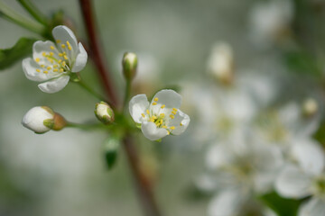 blossom in spring