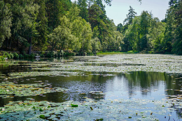 Lily pads floating on a lake