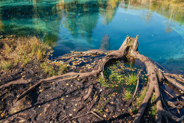 Colorful autumn landscape with tree stump in clear water of turquoise lake with reflection of yellow trees in sunshine. Mountain lake in golden autumn colors. Unusual transparent lake in fall time.