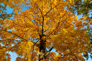 Lush crown of autumn maple with bright yellow leaves