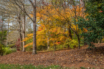 Colorful trees in autumn