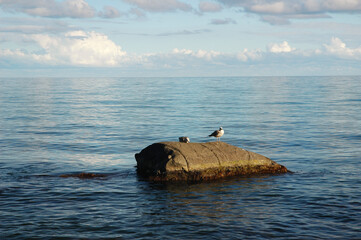 Seascape. A seagull is sitting on a large rock in the sea. Volumetric clouds above the horizon.